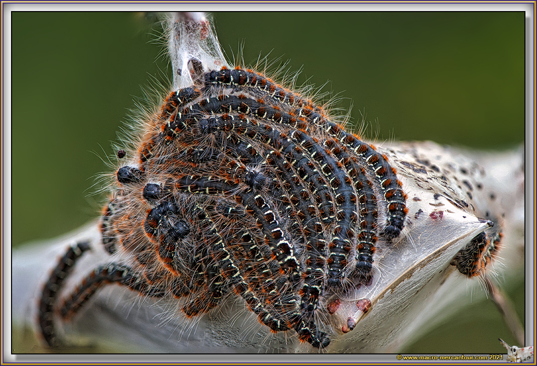 Chenille processionnaire